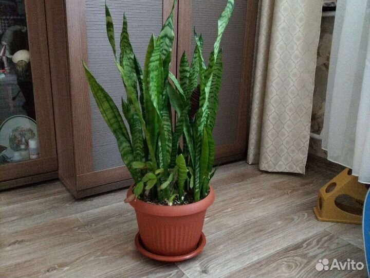Сансевиерия