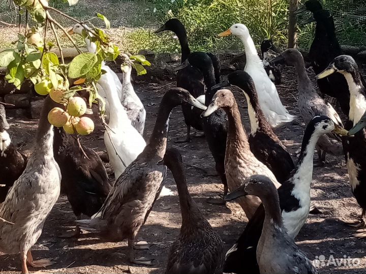 Утки Индийский бегунок