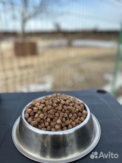 Сухой корм для собак