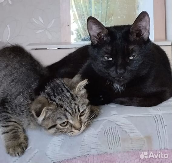 Котята в добрые руки мальчики