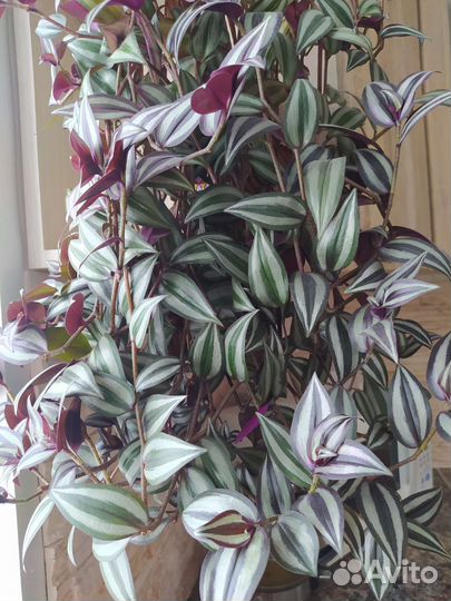 Традесканция зебрина