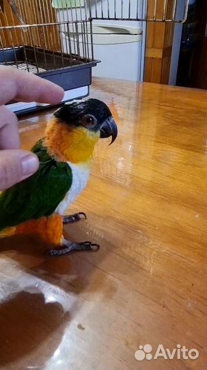 Ручной каик