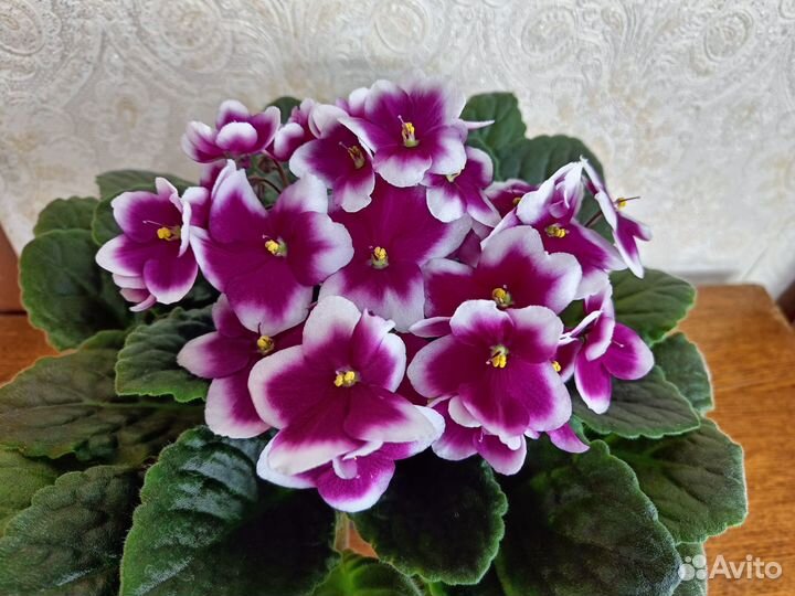 Продам детки сортовых фиалок