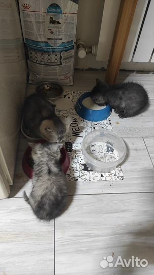 Котята бесплатно