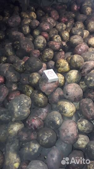 Продам картофель