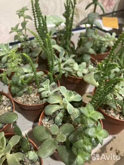 Суккуленты набор