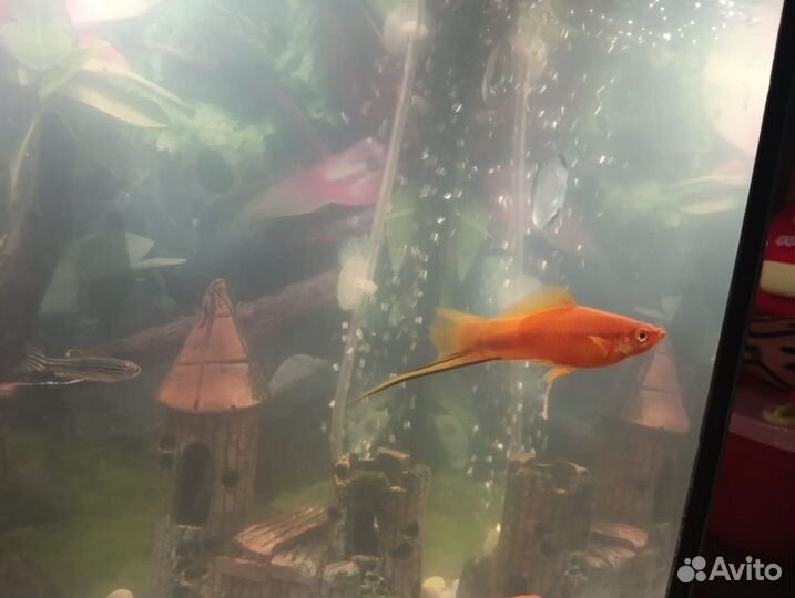 Аквариумные рыбки