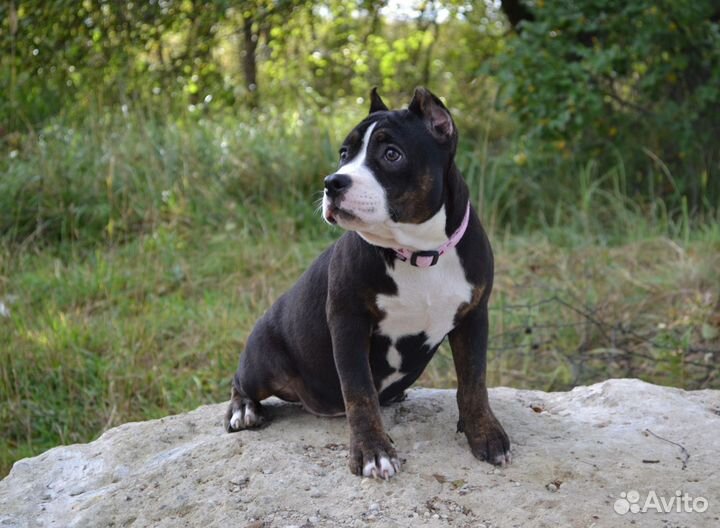 Американский булли, Классик/ Стандарт