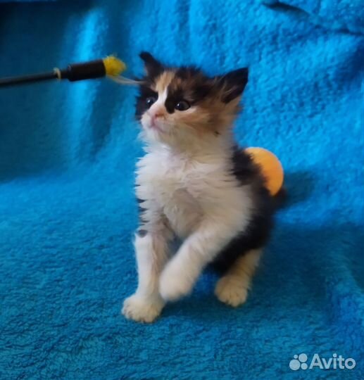 Котёнок трёхцветка