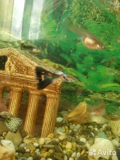 Рыбки гуппии