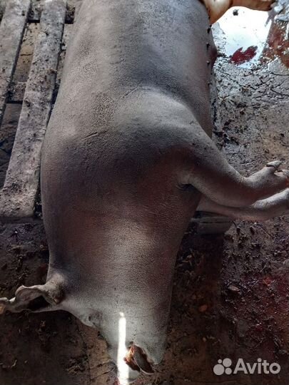 Мясо свинина домашняя