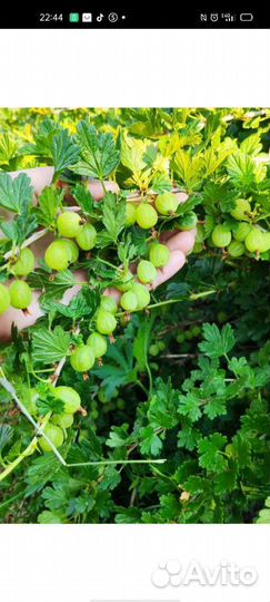 Кустики крвжовника