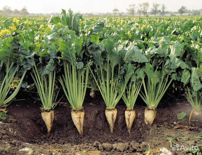 Гербицид. Бурефен