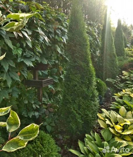 Виноград дикий