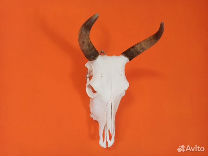 Череп быка