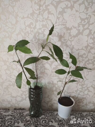 Лавр благородный, лаврушка