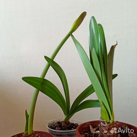 Гиппераструм, амариллис сортовой