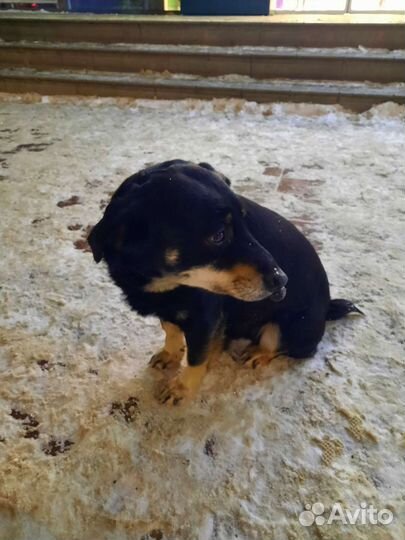 Найдена собака