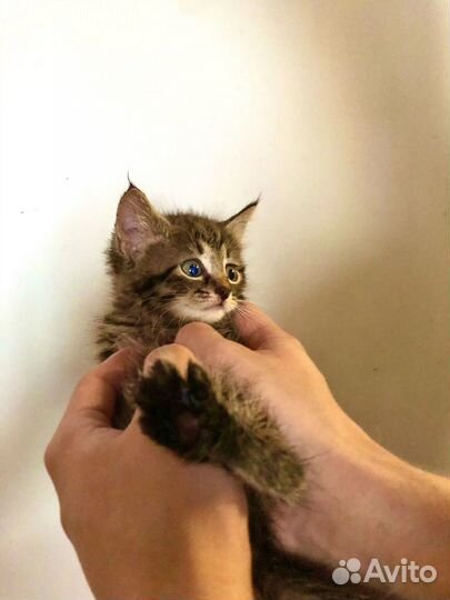 Маленькие пушистики 1 месяц в ожидании чуда