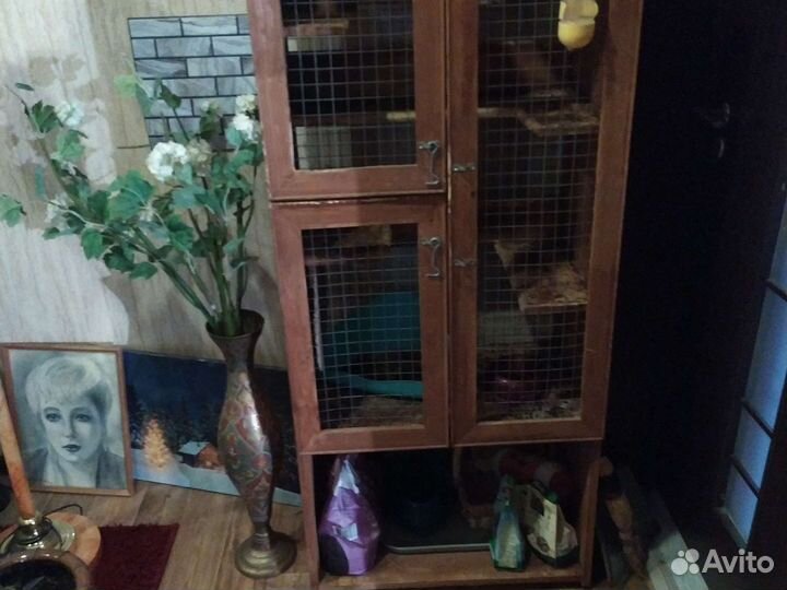 Шиншиллы мальчик и девочка