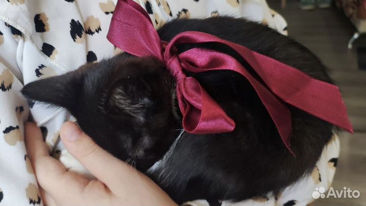 Ласковые котята в добрые руки