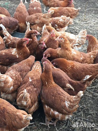 Курочки молодки