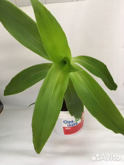 Цветок Золотой Ус