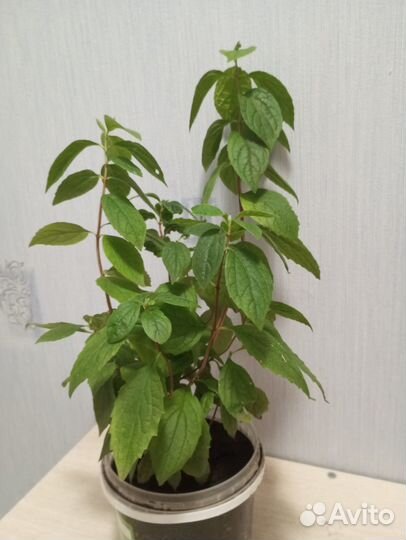 Жасмин садовый (саженцы)