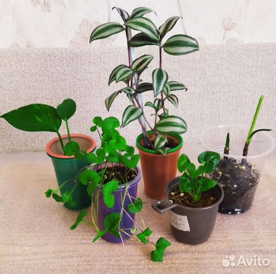 Растения, Лот