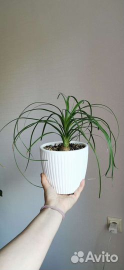 Нолина (Бутылочное дерево)