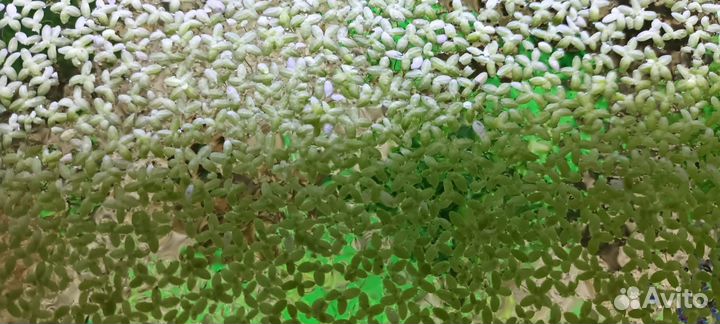 Отдам бесплатно,зелень в аквариум