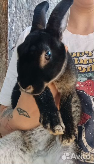 Мальчик кролик породы Рекс