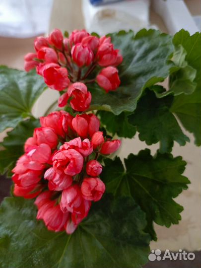 Герань тюльпановидная