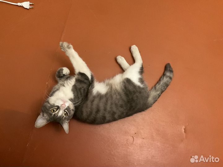 Кота в добрые руки