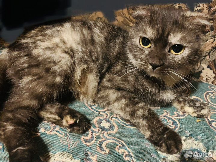 Шотландские коты
