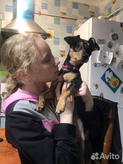 Такса бесплатно