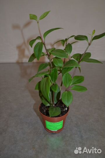 Пеперомия перескиелистная. Цветы.Растения