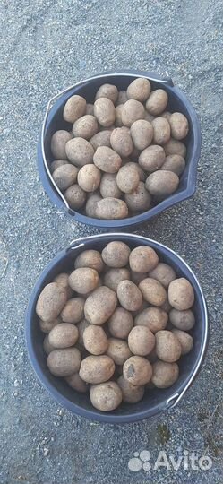 Картошка домашняя