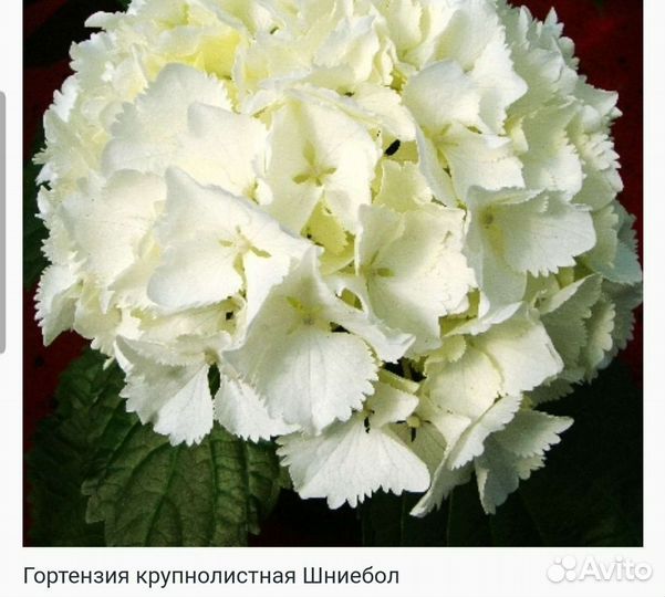 Гортензия крупнолистная
