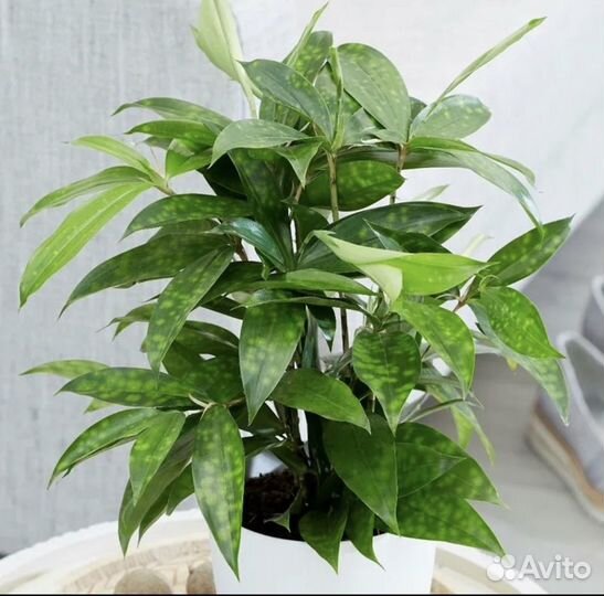 Драцена Годсефа (суркулоза)