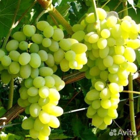 Саженцы винограда