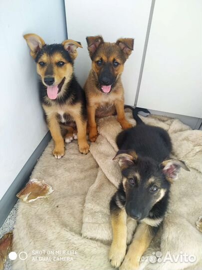 Щенки дворняжки мальчики и девочка