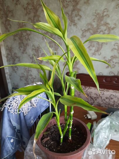 Драцена Сандера