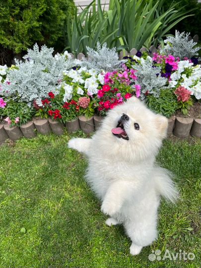 Шпиц померанский, вязка, 3 года