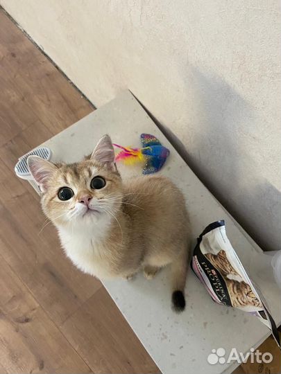 Британская золотая шиншилла