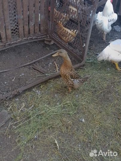 Утки башкирские