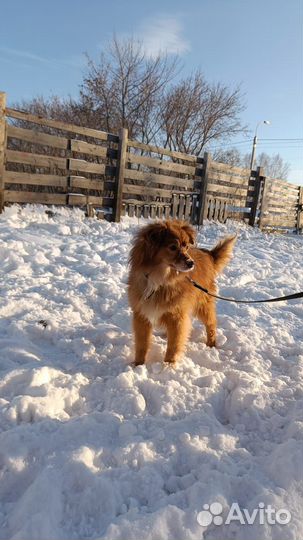 Собака Норма