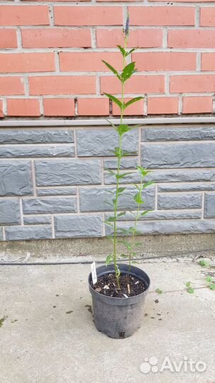 Делёнки многолетников зкс