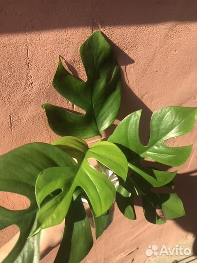 Рафидофора (монстера минима), Монстера Альба