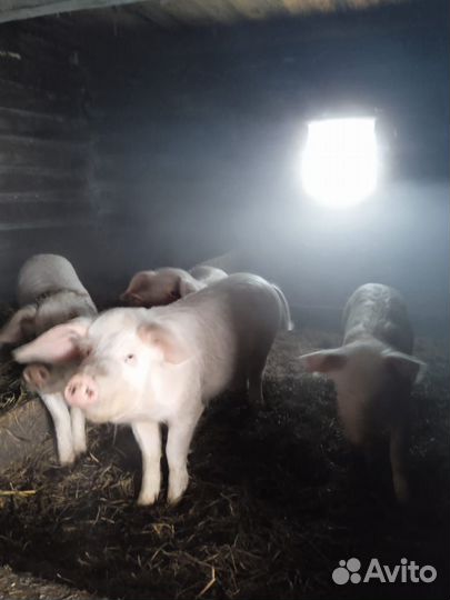 Продам поросят